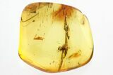 Fossil Parasitoid Wasp (Diapriidae) In Baltic Amber #328196-1